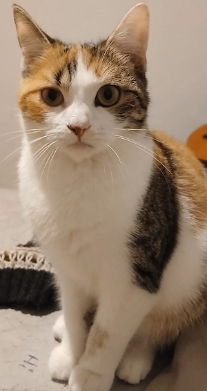 Kitten 7 Monate zu Verkaufen