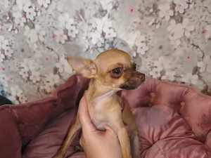 Chihuahua Welpen suchen ihren kuschelplatz 