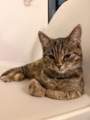 baby katze 