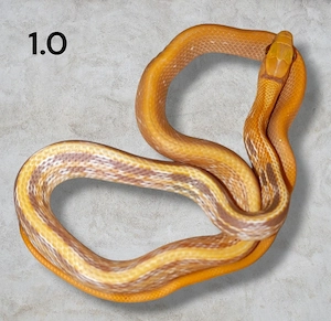 1.1 Coelognathus radiatus Strahlennatter