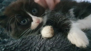 Süsse gepflegte Main- Coon Mix  Katzenbabys abzugeben 