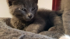 Süsse gepflegte Main- Coon Mix  Katzenbabys abzugeben 