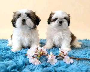Shitzu puppy 