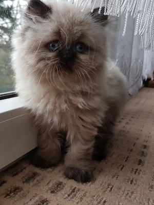 Ragdoll Kater