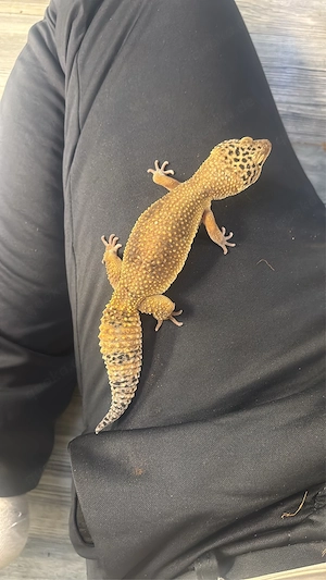 0.1 leopardgecko sehr kräftig 