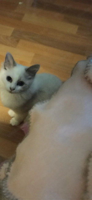 Ragdoll Kitten  
