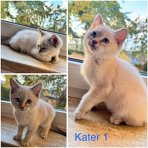BKH und BLH Kitten