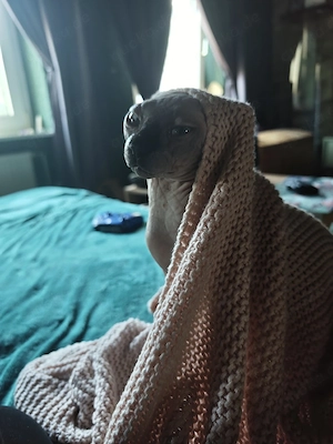 Kanadische Sphynx  Canadian Sphynx 