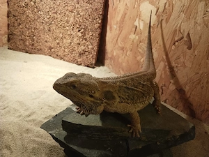 Handzahmes Bartagame-Weibchen, 3 Jahre alt, abzugeben