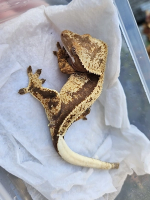 Kronengecko Correlophus Ciliatus Nachzucht 