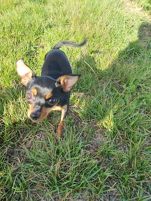 Welpen Pinscher 