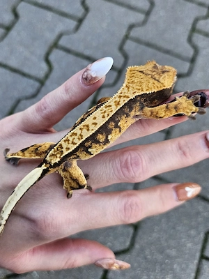 Kronengecko Nachzucht Correlophus Ciliatus 