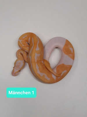 Königspython mit Leopard Candino Pied
