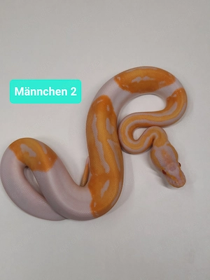 Königspythons mit Leopard Candino Pied
