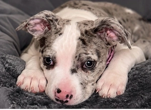 american bully hündin 