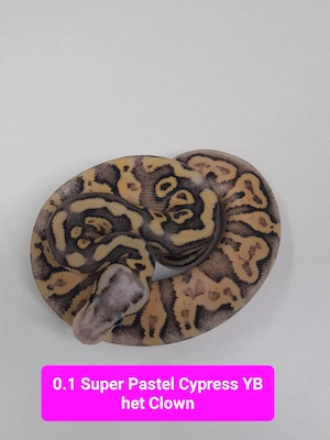 Königspython mit Cypress Orange Dream Yellow Belly Pastel het Clown
