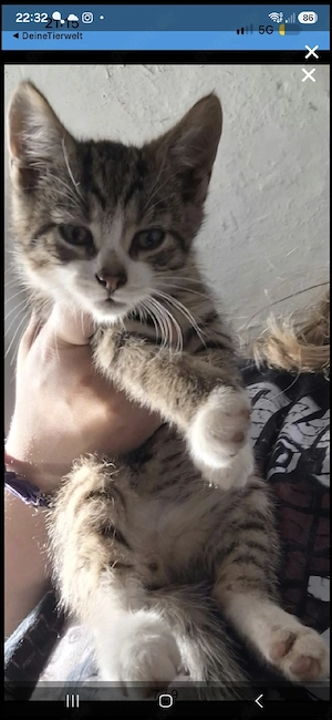 Britis.kurz.Hauskatzen  Kater dringend