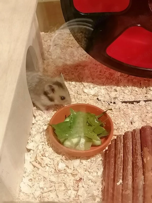 Goldhamster Babyjungs aus Notstation suchen ein schönes Zuhause 