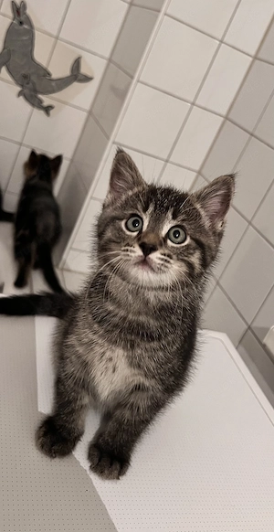 Süße Baby Katzen 