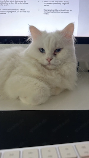 Verschmuste Perser-Siam-Katze sucht ein liebevolles Zuhause