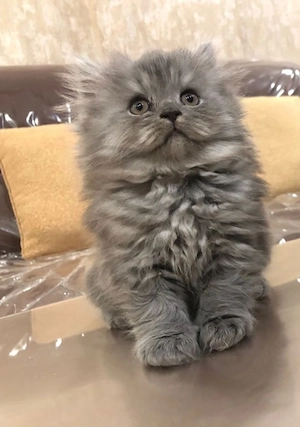 Maine-Coon- und Britisch-Kurzhaar-Kätzchen sowie ausgewachsene Katzen verfügbar.