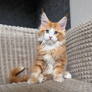 Zwei prächtige und intelligente Maine-Coon-Kätzchen