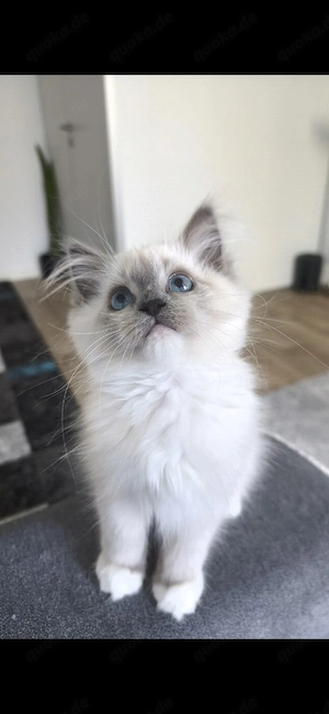 Süßes Ragdoll-Kitten sucht liebevolles Zuhause 