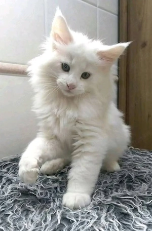 Maine-Coon- und Britisch-Kurzhaar-Kätzchen sowie ausgewachsene Katzen verfügbar.