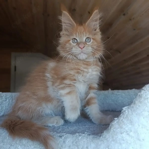 Orangefarbene Maine-Coon-Kätzchen