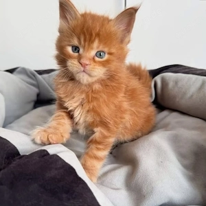 Maine-Coon- und Britisch-Kurzhaar-Kätzchen sowie ausgewachsene Katzen verfügbar.