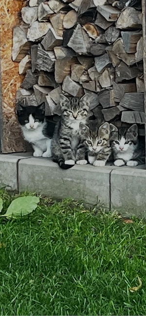 Katzenbabys