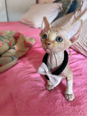 Canadian Sphynx 2 Jungs mit Tasthaare royal