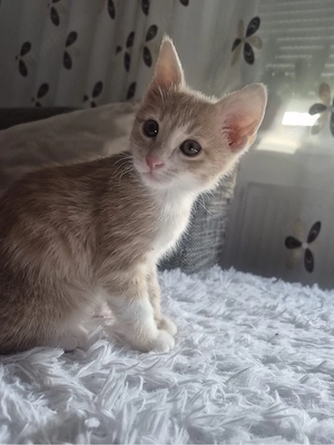 kleine süse katze 