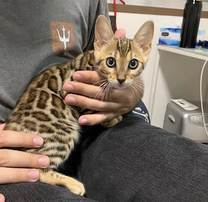  Süßes Bengal Kitten sucht liebevolles Zuhause 