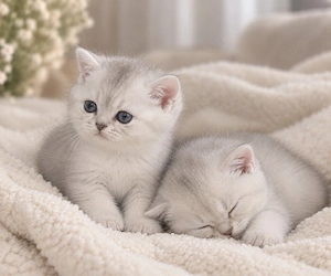 Britisch Kurzhaar BKH Kitten   Silver Shaded   Hellgrau