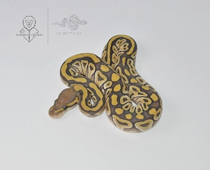 0.1 Mojave Hypo 100% HET Clown, Königspython 