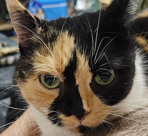 Suche Katze zum endlos kuscheln die Beschreibung bitte lesen 