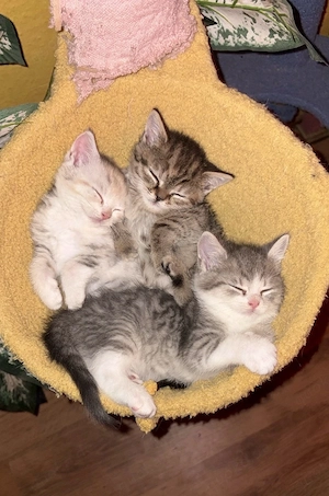 Zuckersüsse Bkh Mixkitten 