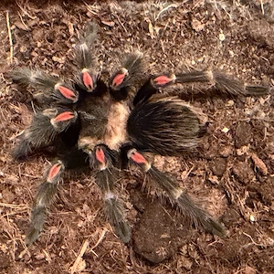 Vogelspinne - Brachypelma auratum 0.1