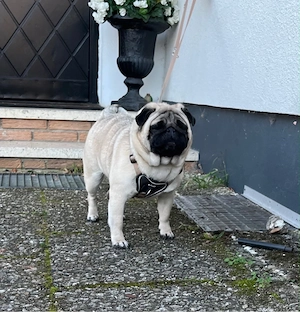 Schweren Herzens suchen wir ein liebevolles Zuhause für unsere Mops-Dame 