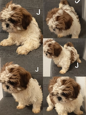 Welpen Reinrassige shih tzu 