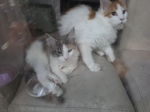 schüchterne Maine Coon sucht