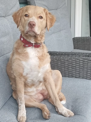 Hund Hündin...
