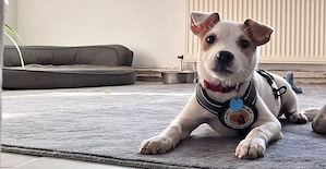Pixie möchte mit dir Abenteuer erleben
