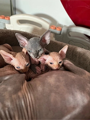 Canadian Sphynx kitten mit Tasthaare