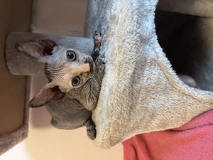    Reinrassige Canadian Sphynx Kitten mit Schnurrhaaren   