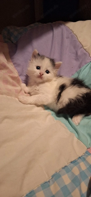 Baby Kätzchen