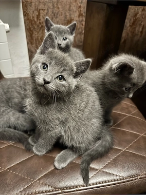 reinrassige Russisch blau kitten 