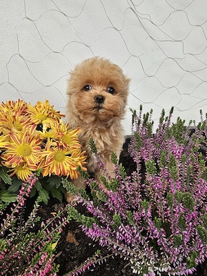 Wunderschöne kleinbleibende Maltipoo Mädchen 