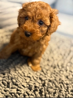 Pudel Welpen, Toy Hunde